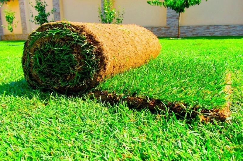 Рулонный газон — преимущества и недостатки